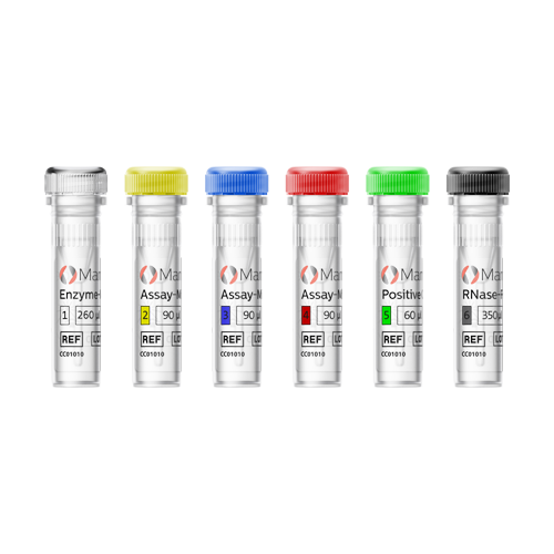 [.ZA South Africa (english)] MammaTyper Vials 