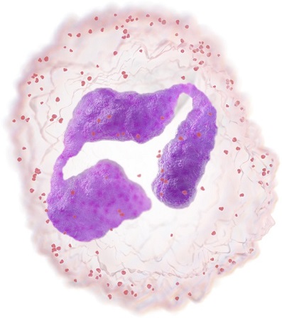 Granulopoiesis Neutrophilic Granulocyte